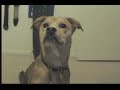 Being stupid with my dogs..