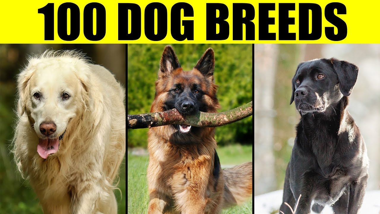 List of All Dog Breeds by Type, Traits And Characteristics