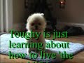 PomRescue.com\ PomRescue.com\