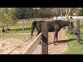 videos de Tigger Black