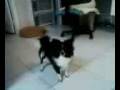 videos de star the model pom