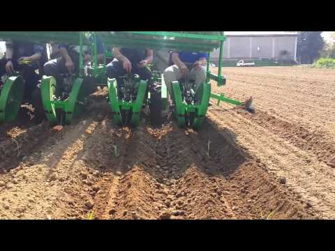 how to transplant river cane