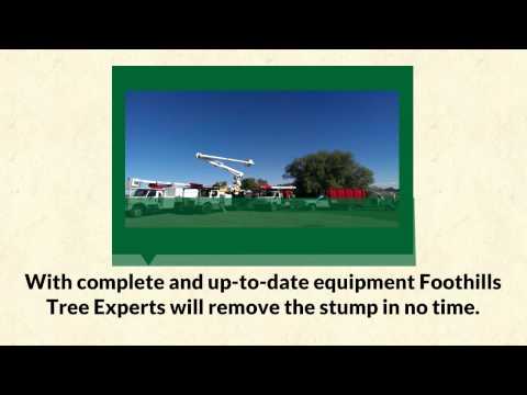 how to replant after stump grinding