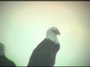 Eagles - Farmington Bay, UT