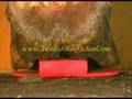 Hoof Mechanism