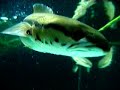 Curious fish