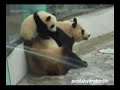 Twin PANDA Baby, Run, Climb their Mother...