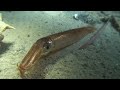 スルメイカ 浜名湖 Pacific Flying Squid 鯣