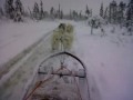 dogsled.3GP