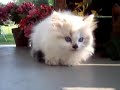 Munchkin Cats going to live in Russia