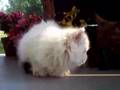 Munchkin Cats going to live in Russia