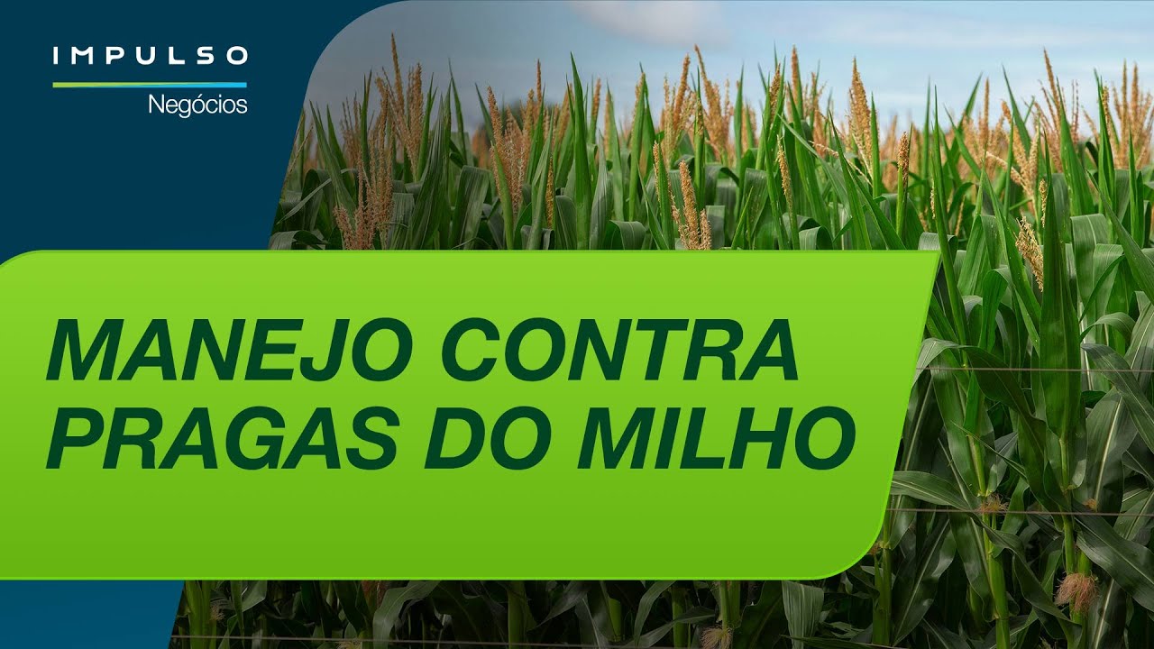 Manejo eficaz contra as pragas do milho | Impulso Negócios EP. 179