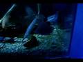videos de DIGI0065.AVI