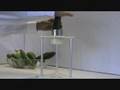 videos de Vegg-Splitter