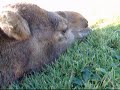 ラクダ動画