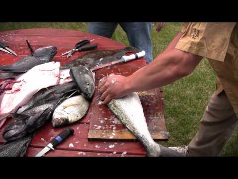 how to bleed bluefish