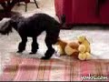 Psico Dog Psico Dog