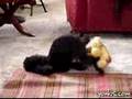 Psico Dog