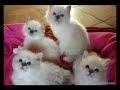 Sacred Birman Kittens