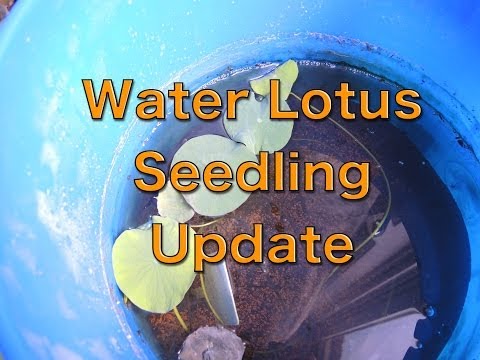 Water Lotus Seedling Update