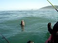Lingcod on the kayak
