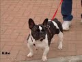 Bouledogue