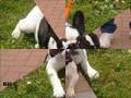 Bouledogue
