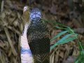 Rival King Cobras grapple from Life in Cold Blood
