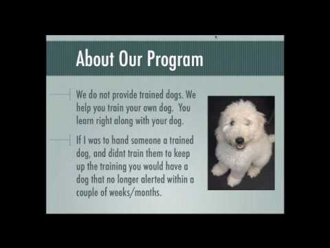 video-linktoworks-Diabetic Alert Dog Training Fundamentals - Free Advice