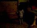 eva dancing