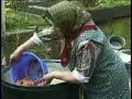 Hausschlachtung in der Fr�nkischen Schweiz (Teil 3/3)