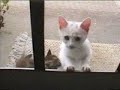 pretty-please.html