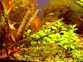 Apistogramma trifasciata and inka