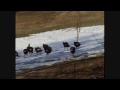 YouTube - Turkey Trot in the Snow 2009