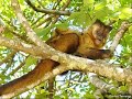 Floresta Amaz�nica
