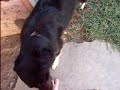 dog pops ballon