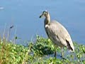 great blue heron