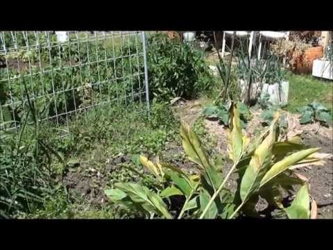 how to harvest ginger plant
