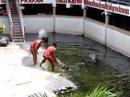 samutprakarn crocodile farm