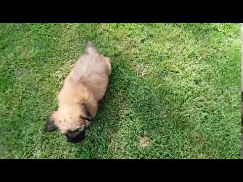 Sweet AKC registered male ,ready for you