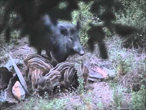 caça javali - Javali femea com a ninhada, filmado por Marco Sobralinho.