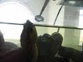 Entomology and Pathology Tenebrio molitor L Video
