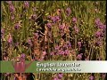 Xeriscapes of the Southwest-Melissa Tapia