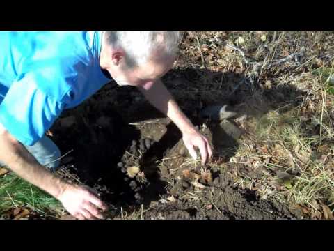 how to grow nut trees from seed