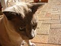 A shout, purr and skritch combo