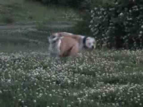 boerbull