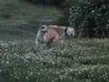 CanineDogproject Dawgz Tour