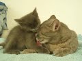 gatto certosino con mamma