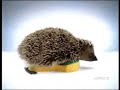 Hedgehog Sex