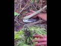marlon asher ganja farmer.mp4.mov